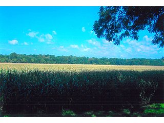 Tract 1 - LAND AUCTION, 223+/- Acres offered in 3 Tracts